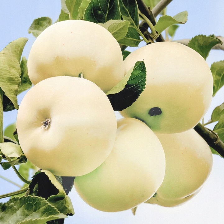 SADZONKI DRZEWKA OWOCOWE JABŁOŃ PAPIERÓWKA STAROPOLSKA WCZESNA