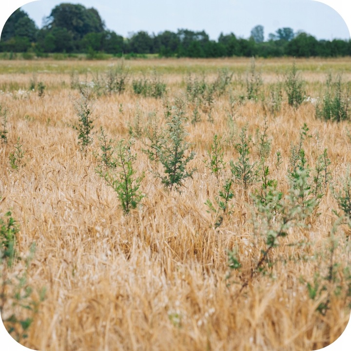 ROUNDUP DYNAMIC 1L OPRYSK NA CHWASTY RANDAP MOCNIEJSZA FORMUŁA