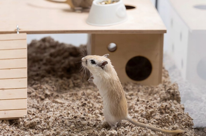 COMFY COTTON BEDDING PODŁOŻE BAWEŁNIANE 10L