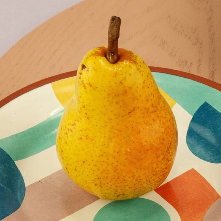 SADZONKI DRZEWKA OWOCOWE GRUSZA KLAPSA FAWORYTKA GIGANTYCZNE OWOCE