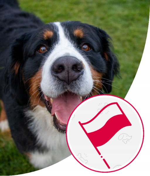 Karma dla Psa Mięso Mrożone Wołowe Bez Kości Surowe Świeże AS 10 kg BARF