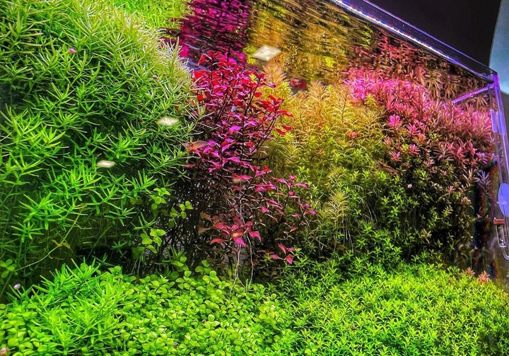 INVITAL komputer pH z sondą