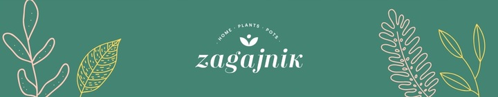 Zamiokulkas prosta w uprawie Zamikulkas 30cm