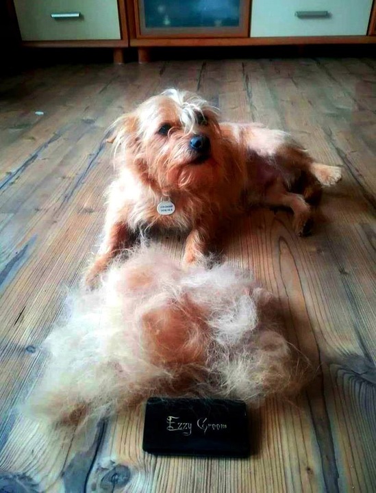 EzzyGroom sierść MIĘKKA / TWARDA dla psa kota UNIWERSALNE zgrzebło