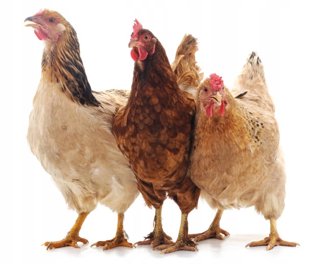 Naturalna karma dla kur niosek Szczęśliwa kurka Z ZIOŁAMI 20 kg MDM