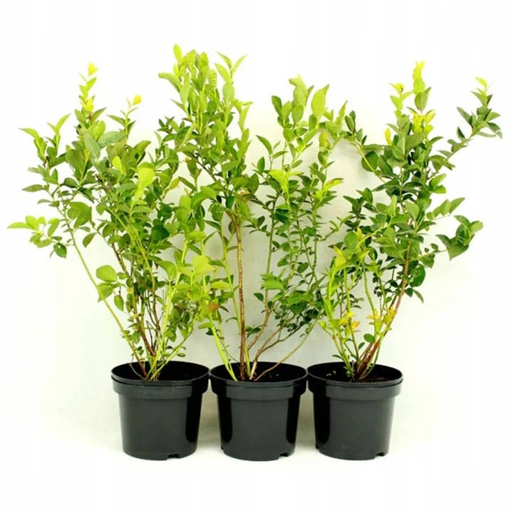 ZIEMIA PODŁOŻE DO BORÓWKI Z NAWOZEM KWAŚNA TORF ROŚLIN KWASOLUBNYCH