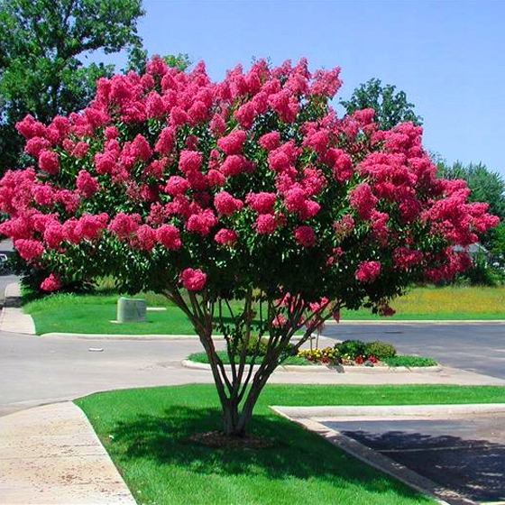 LAGERSTROEMIA INDYJSKA PINK NAJDŁUŻEJ KWITNĄCY KRZEW ŚWIATA Sadz.