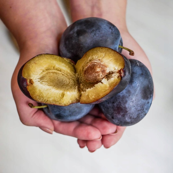SADZONKI DRZEWKA OWOCOWE ŚLIWA TOPHIT PÓŹNA BARDZO DUŻA SOCZYSTA