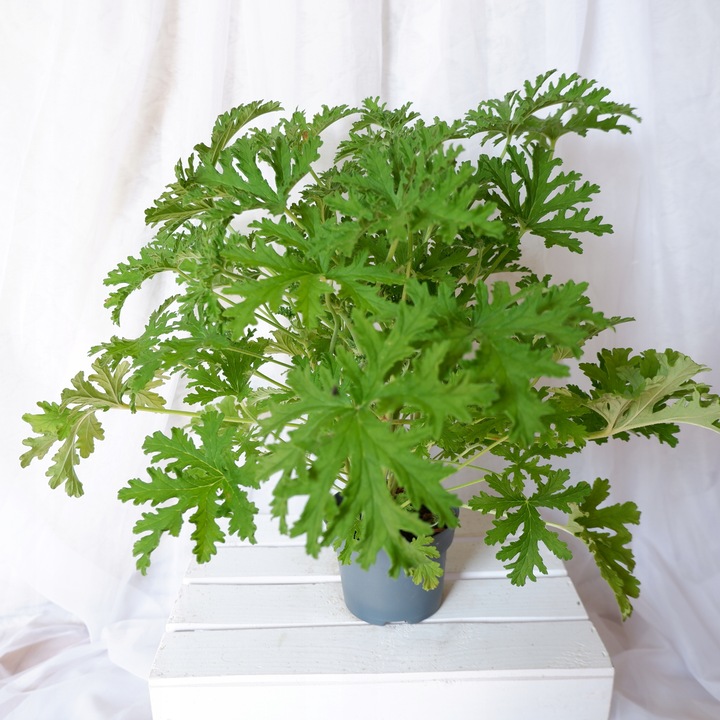 GERANIUM ANGINKA Pelargonium graveolens gęsta XL don.Ø13cm