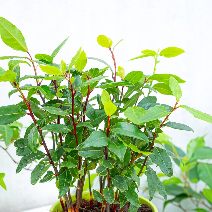 Laurus Nobilis WŁASNY LIŚĆ LAUROWY - Wawrzyn Szlachetny - Drzewko Do