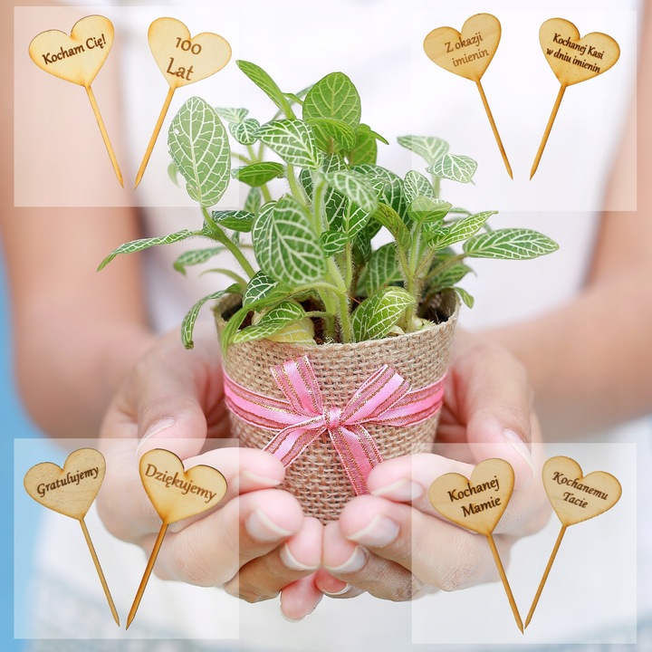 SENECIO rowleyanus STARZEC ROWLEYA D6cm ZIMOWE ZABEZPIECZENIE