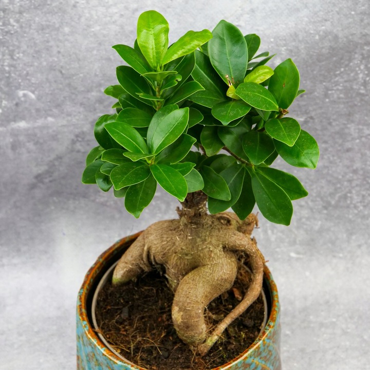 Zestaw do zrobienia podłoża przepuszczalnego, luźnego dla roślin 8L