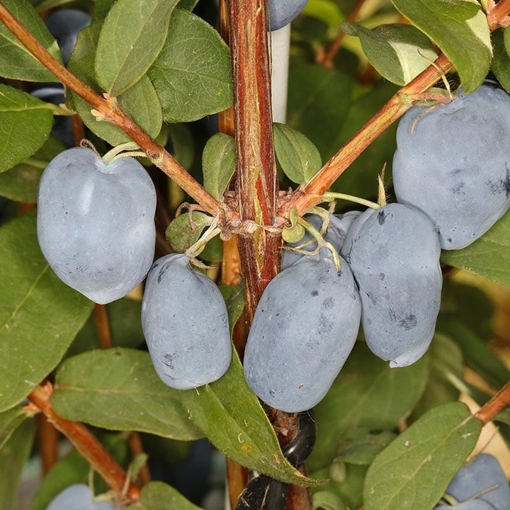 JAGODY 2 x BOREAL BEAST BOREAL BEAUTY ZESTAW 3 SZTUK 3 LETNIE