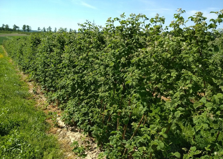 MALINA - LASZKA WCZESNA - SMACZNA PAKIET 10 MALIN