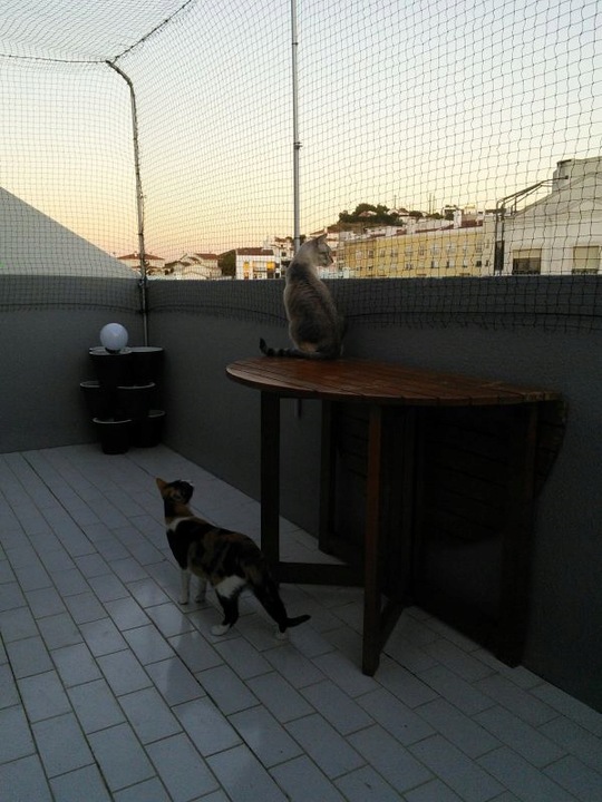 Siatka wzmacniana Trixie dla kota na balkon 3x2 m