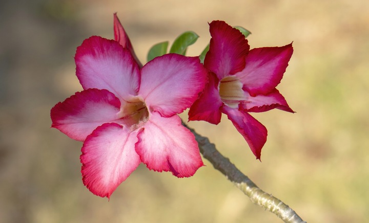 Róża pustyni ADENIUM OBESUM uroczy baobab Adenium opasłe MALUCH