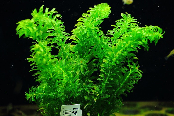 Moczarka Argentyńska Rośliny do akwarium ŁATWA
