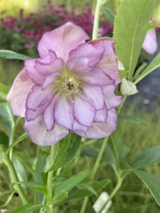 CIEMIERNIK HELLEBORUS DOUBLE ELLEN PICOTEE sadzonka 2 letnia doniczka