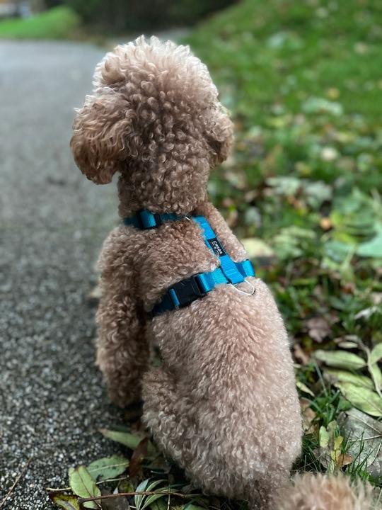 Lekkie Szelki dla Dużego Psa GUARD Bezuciskowe Regulowane Solidne Mocne r.L