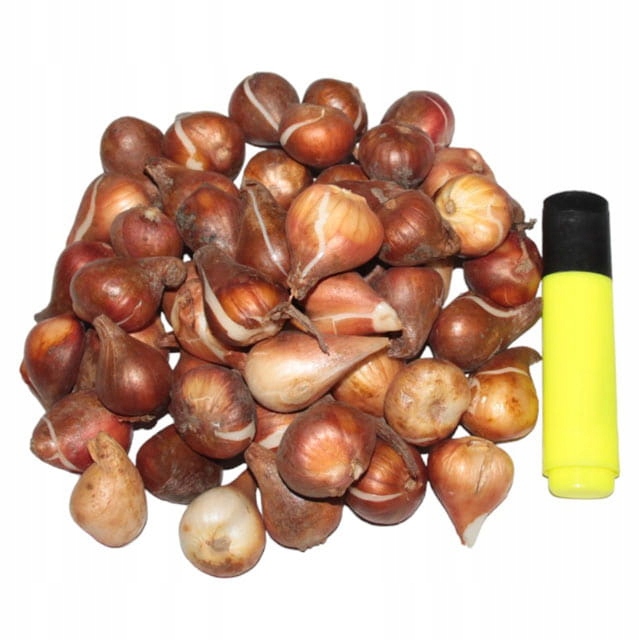 Tulipan polski mix odmian i gatunków 50 szt. 8/9 cebulki tulipanów
