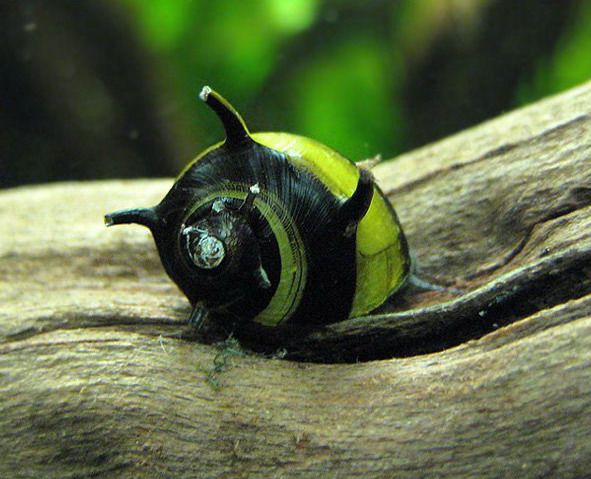 Ślimak rogaty Clithon corona 10szt