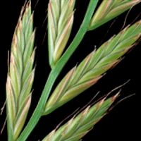 Trawa Mieszanka Traw SŁONECZNY OGRÓD tereny suche słoneczne 10KG Nasiona