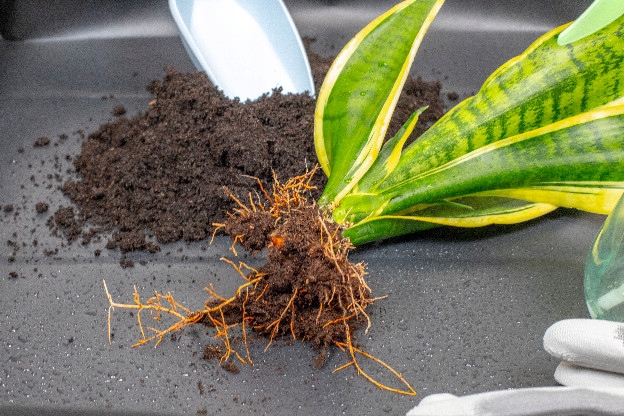 Mata Duża do Przesadzania Roślin Gardenowo XL 94x94cm