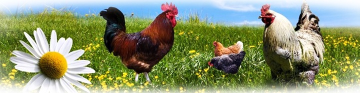 POIDŁO POIDŁA KARMNIK DLA DROBIU KUR GĘSI - 6 KG POLSKI PRODUCENT