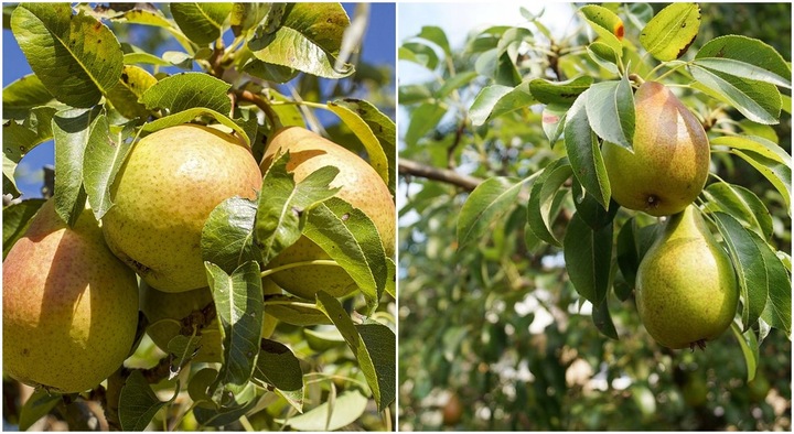 Grusza KlAPSA - FAWORYTKA GIGANTYCZNE owoce