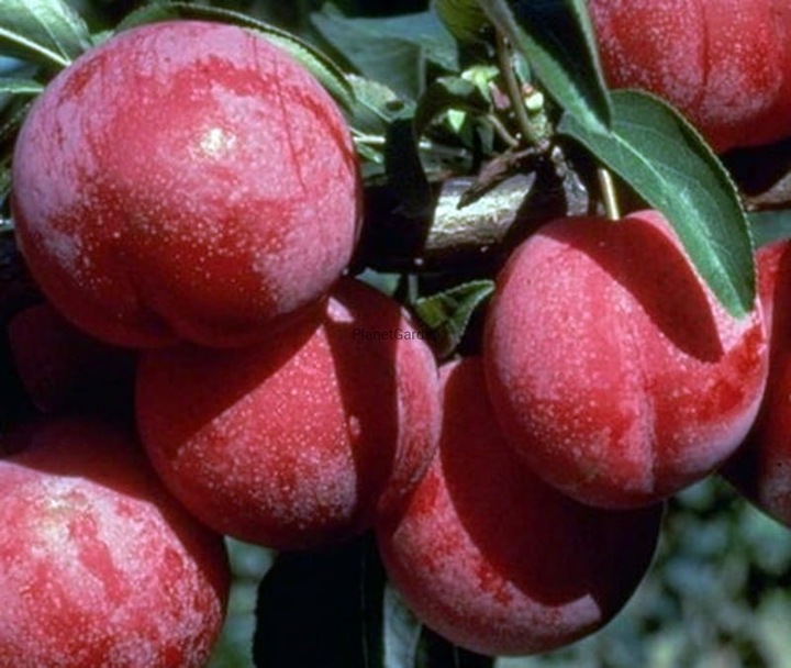 Śliwa RENKLODA ALTHANA /znana i niezwykle UWIELBIANA śliwka, dorodne