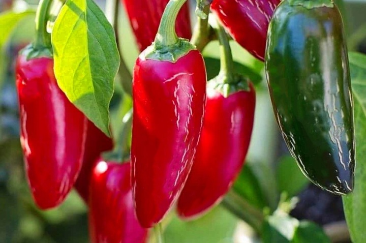 MIX ZESTAWÓW DO UPRAWY OSTRE PAPRYCZKI CHILLI 3x NAWADNIACZE DO DOMU