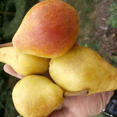 Grusza KlAPSA - FAWORYTKA GIGANTYCZNE owoce