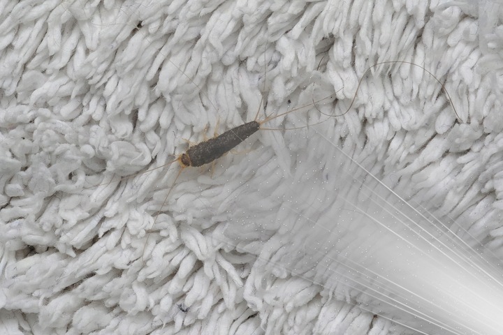 PREPARAT ŚRODEK PŁYN OPRYSK SPRAY NA RYBIKI CUKROWE SREBRZYKI 500ML (2