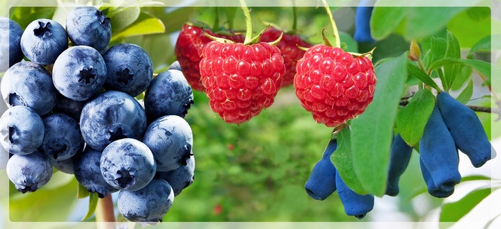 Rokitnik SAMOPYLNY bomba witamin 2 letnia, doniczka 2 litrowa