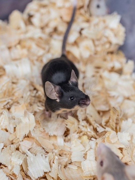 Bezpyłowe trociny ProBioBED Plus dla gryzoni jeży kur koni królika - 250 l