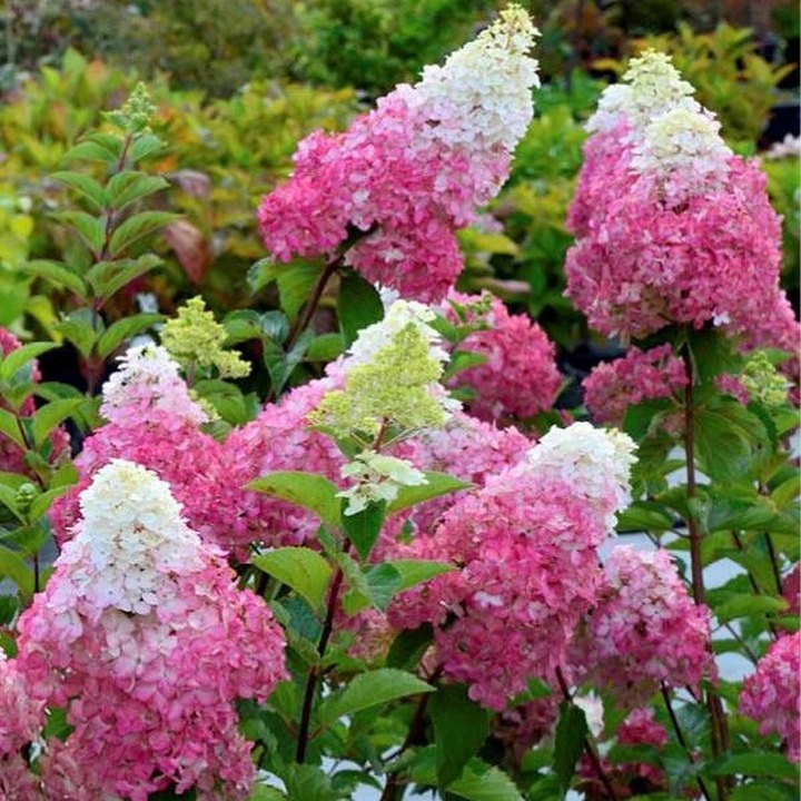 HORTENSJA bukietowa FRAISE MELBA INTENSYWNA CZERWIEŃ DUŻA XXL sadz. C2