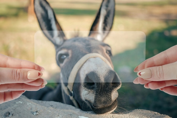 Szkło hybrydowe Bizon do Realme 14 Pro+ 5G, szkiełko na ekran, szybka, 9H