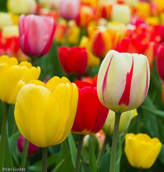 TULIPAN MIX MIESZANKA KOLORÓW cebulki 50 szt. + PREZENT