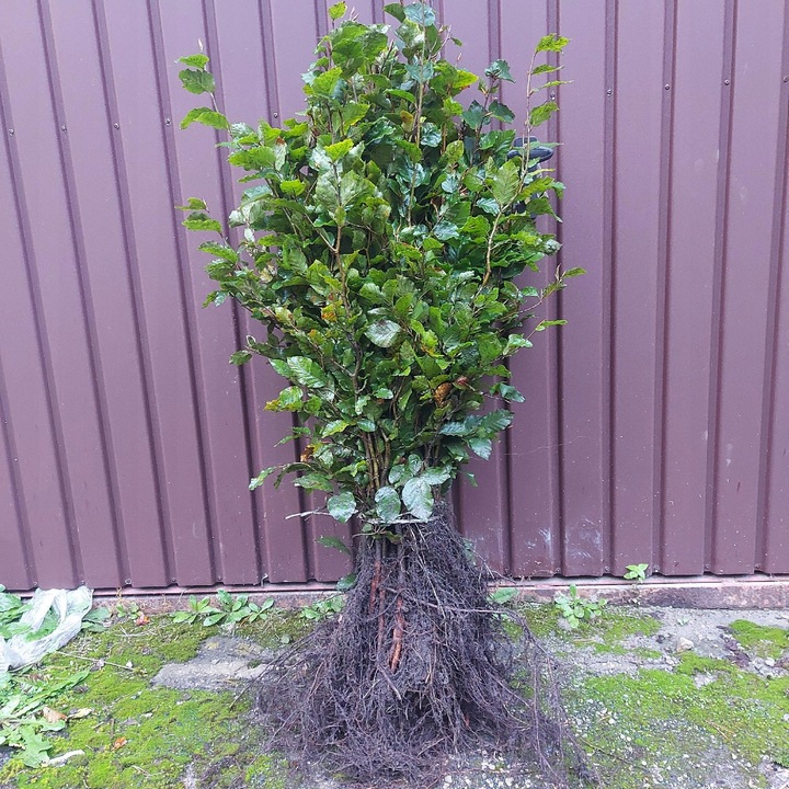 Buk pospolity sadzonki idealne do tworzenia żywopłotów 60-100 cm 100