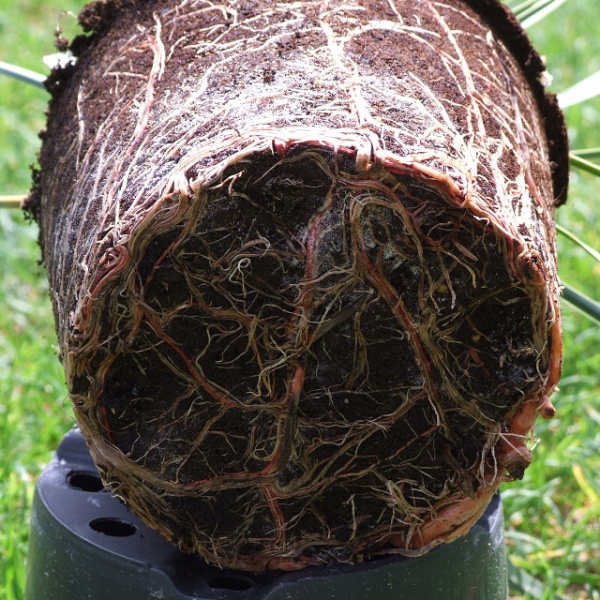 SKIMIA JAPOŃSKA Duże Sadzonki 1L 'Rubella'