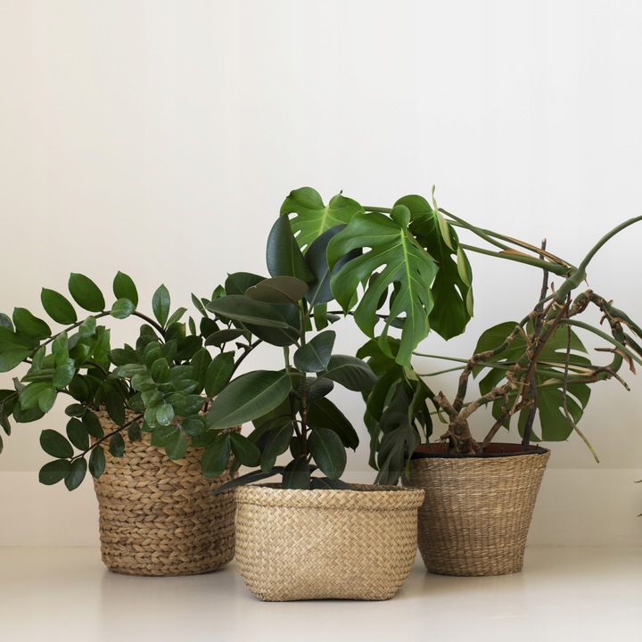 SÓL EPSOM 5kg SÓL GORZKA RZYMSKA Siarczan magnezu jakość PREMIUM