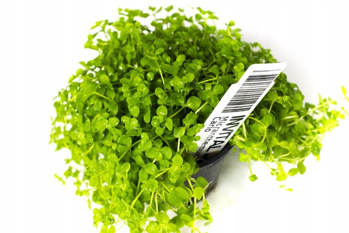 Micranthemum Monte Carlo Dywan 16x11