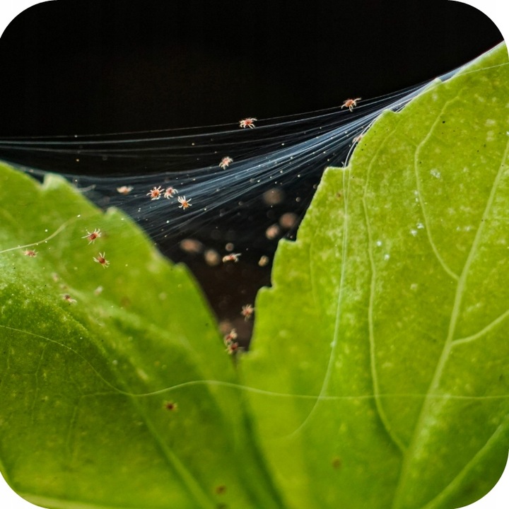 MAGUS 200SC 100ML ŚRODEK NA PRZĘDZIORKI OPRYSK NA PRZĘDZIORKA