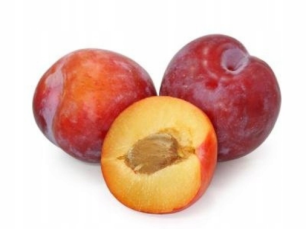 Śliwa RENKLODA ALTHANA 2-letnia NR1 NASZA ULUBIONA