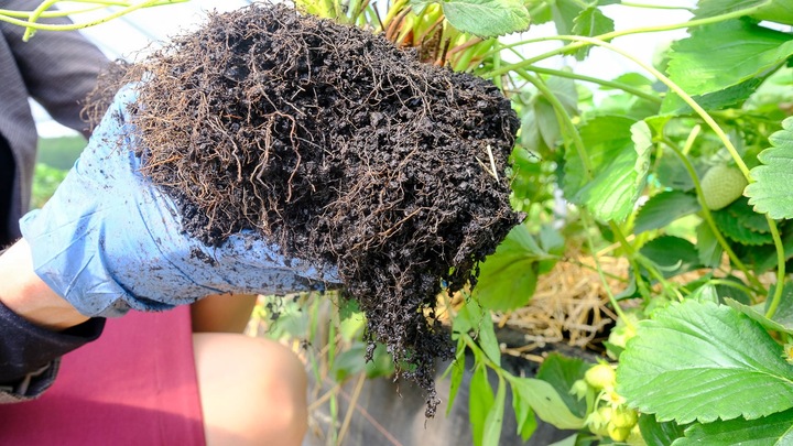 Węgiel brunatny do gleby CARBOMAT ECO 20 L (pH 6,0 - 6,5)