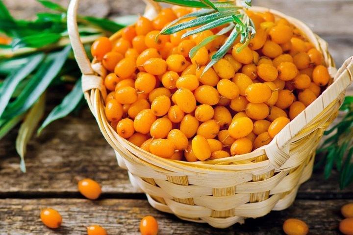 Rokitnik SAMOPYLNY bomba witamin 2 letnia, doniczka 2 litrowa