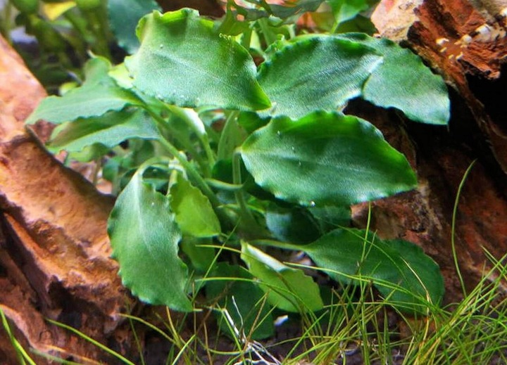 Schismatoglottis prietoi Koszyk Holandia Ø 5,5 cm
