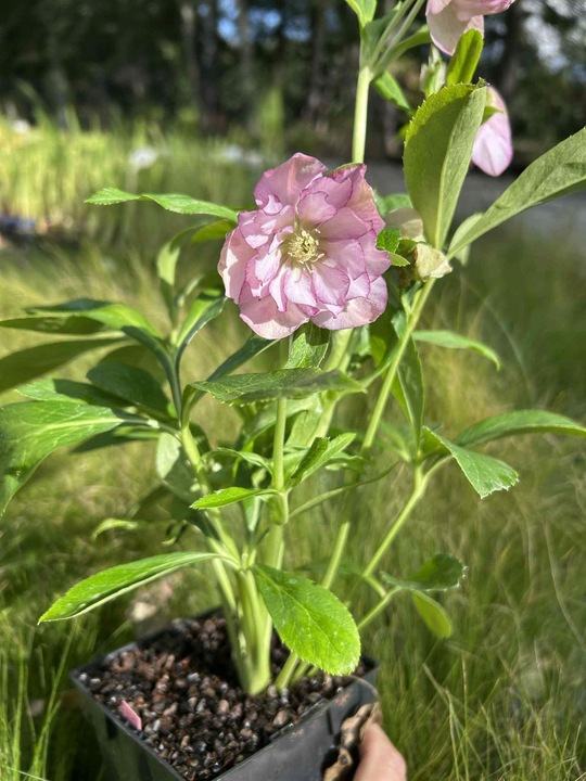 CIEMIERNIK HELLEBORUS DOUBLE ELLEN PICOTEE sadzonka 2 letnia doniczka