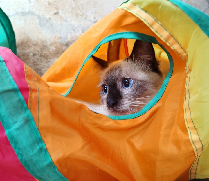 DŁUGI TUNEL DLA KOTA KOTÓW ZABAWKA Z PIŁECZKĄ KRYJÓWKA DOMEK SKŁADANY 120cm