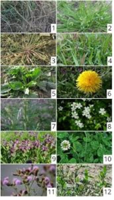 ROUNDUP 360 PLUS 5L RANDAP ŚRODEK NA CHWASTY PREPARAT NA CHWASTY